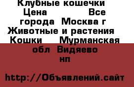 Клубные кошечки › Цена ­ 10 000 - Все города, Москва г. Животные и растения » Кошки   . Мурманская обл.,Видяево нп